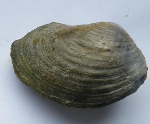 Pholadomya Fossilien Natur im AustriaForum